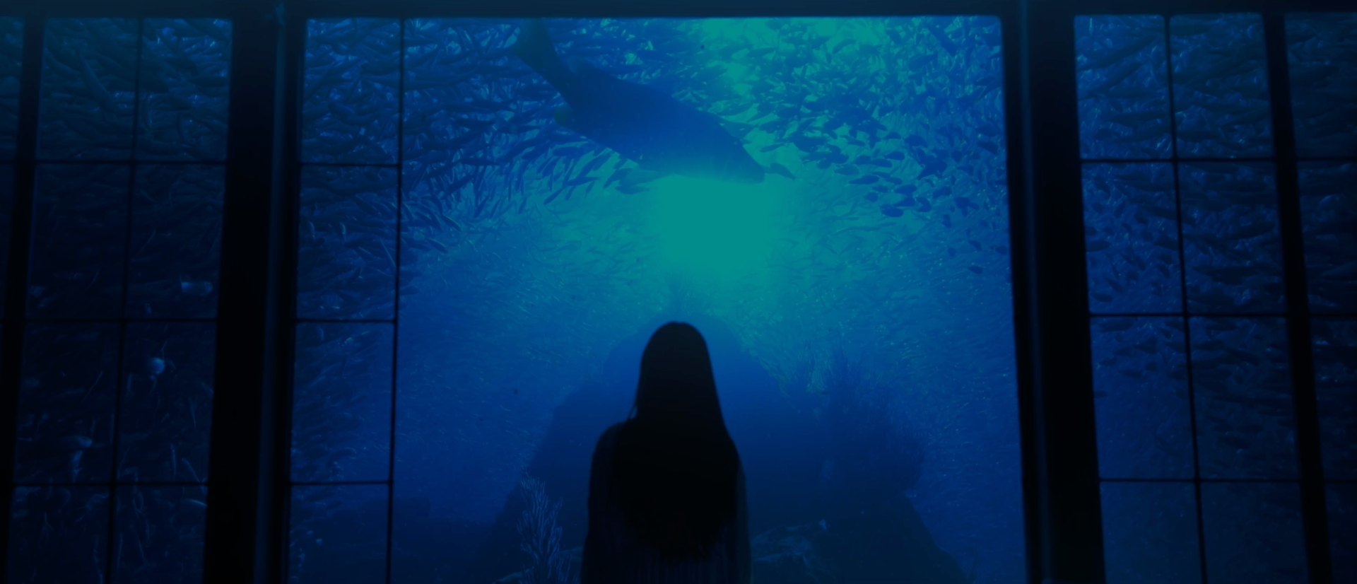 Girl watching shark through window