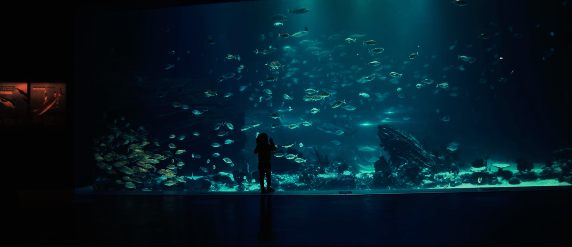 Silhouette before vast aquarium