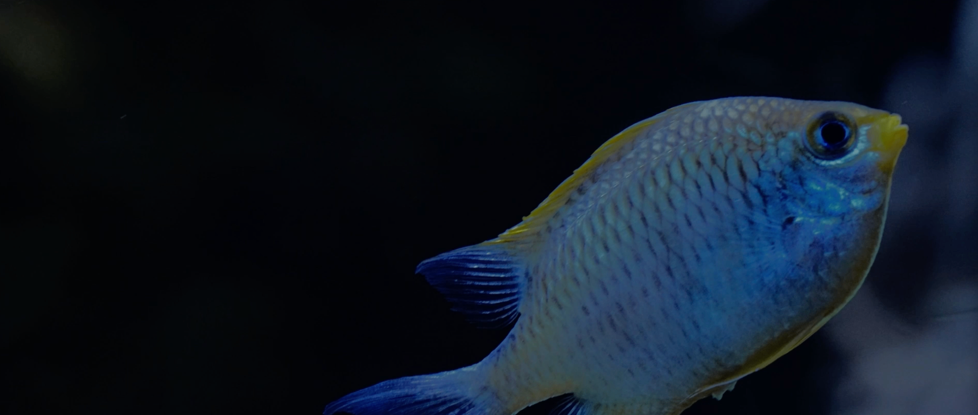 Blue damselfish portrait